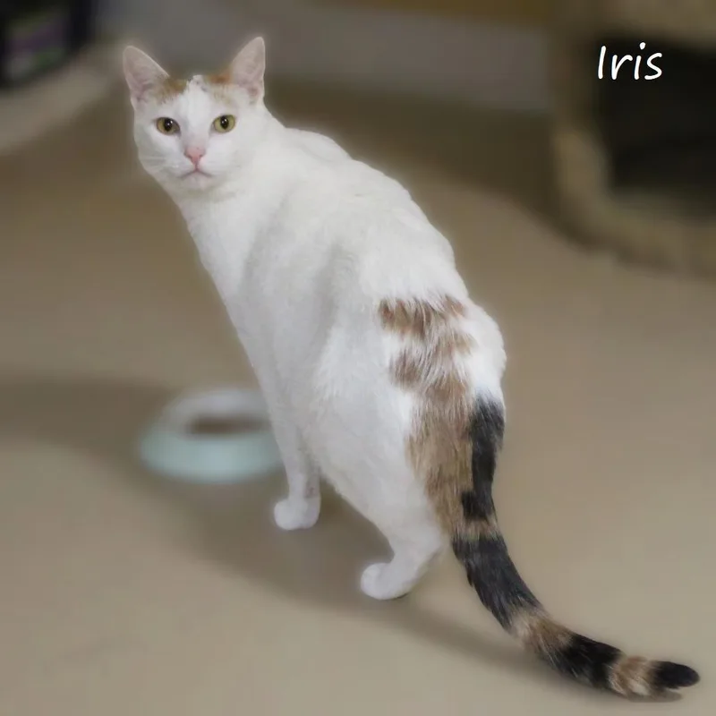 Iris thumbnail 3
