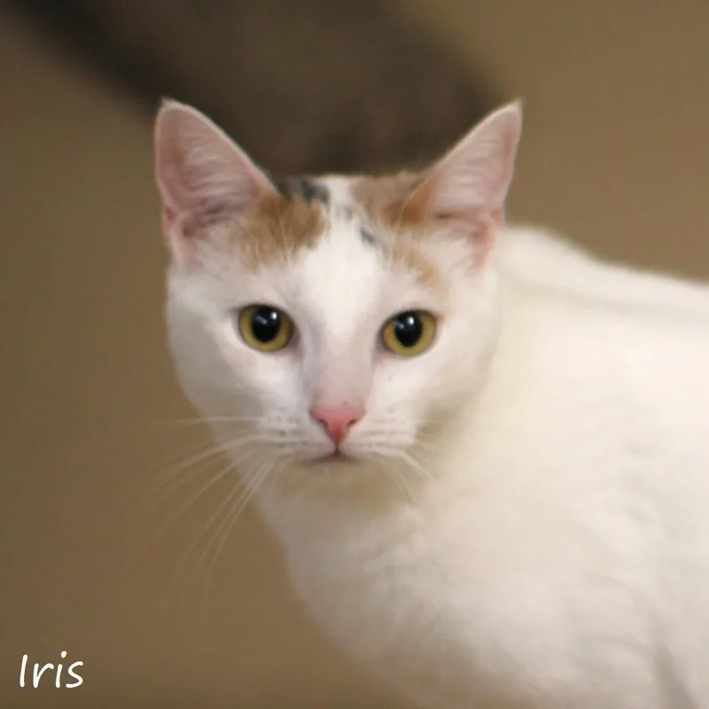 Iris thumbnail 4