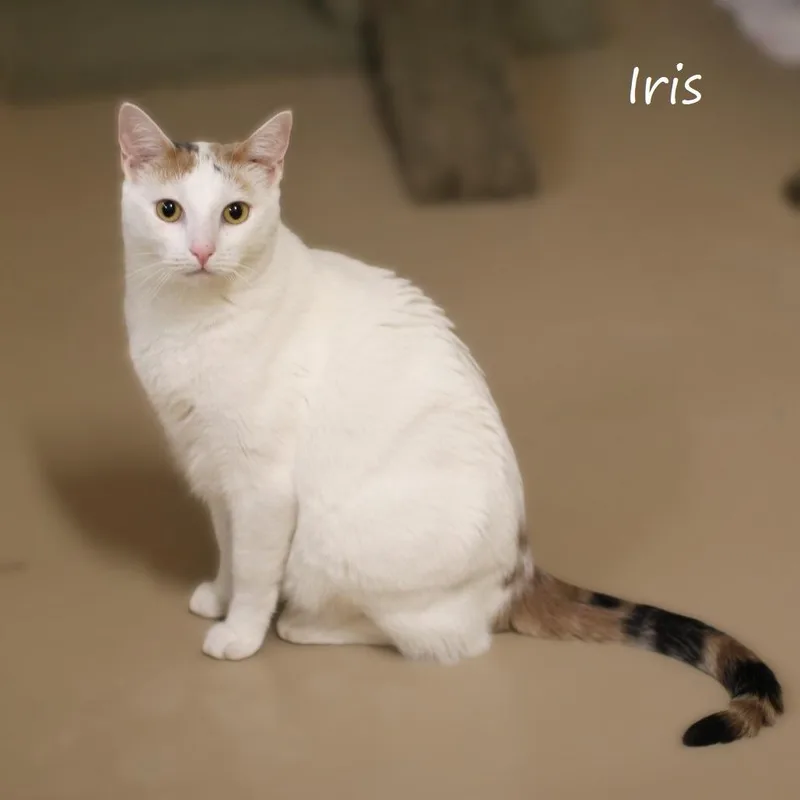 Iris thumbnail 5