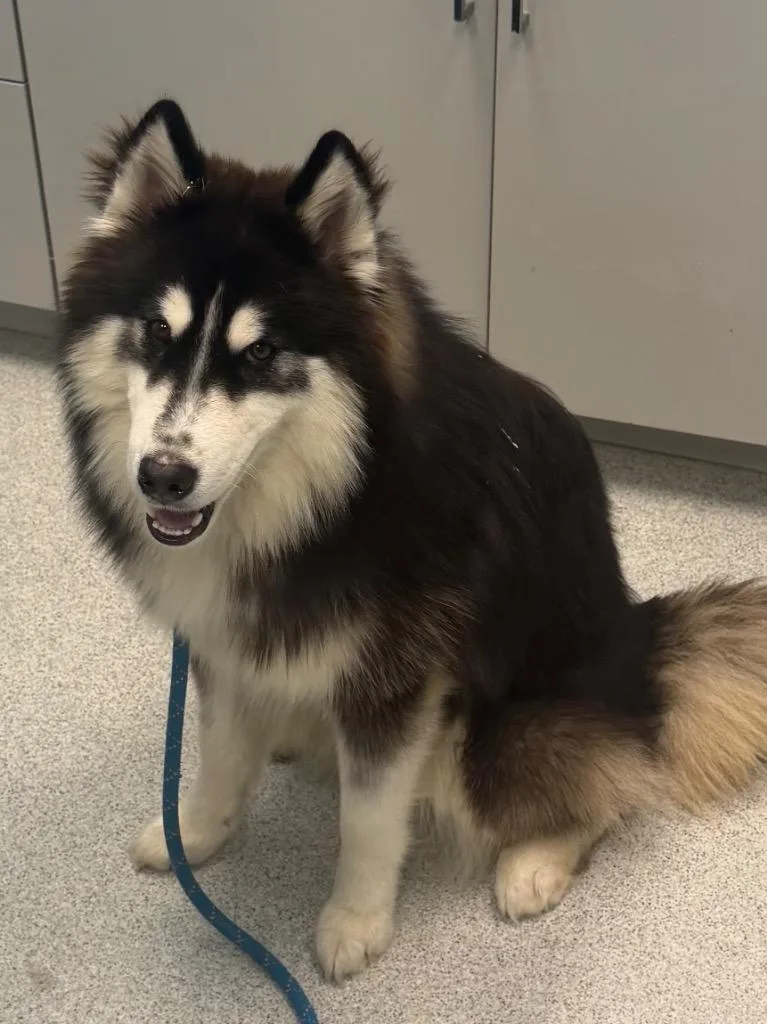 A young medium-sized male Alaskan Malamute dog named Goblin for adoption in Frankfort, KY
