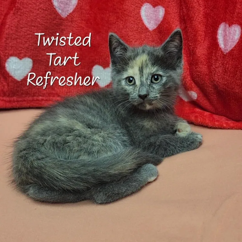 A baby small-sized female Tortoiseshell Domestic Short Hair cat named Twisted Tart Refresher for adoption in Parkersburg, WV