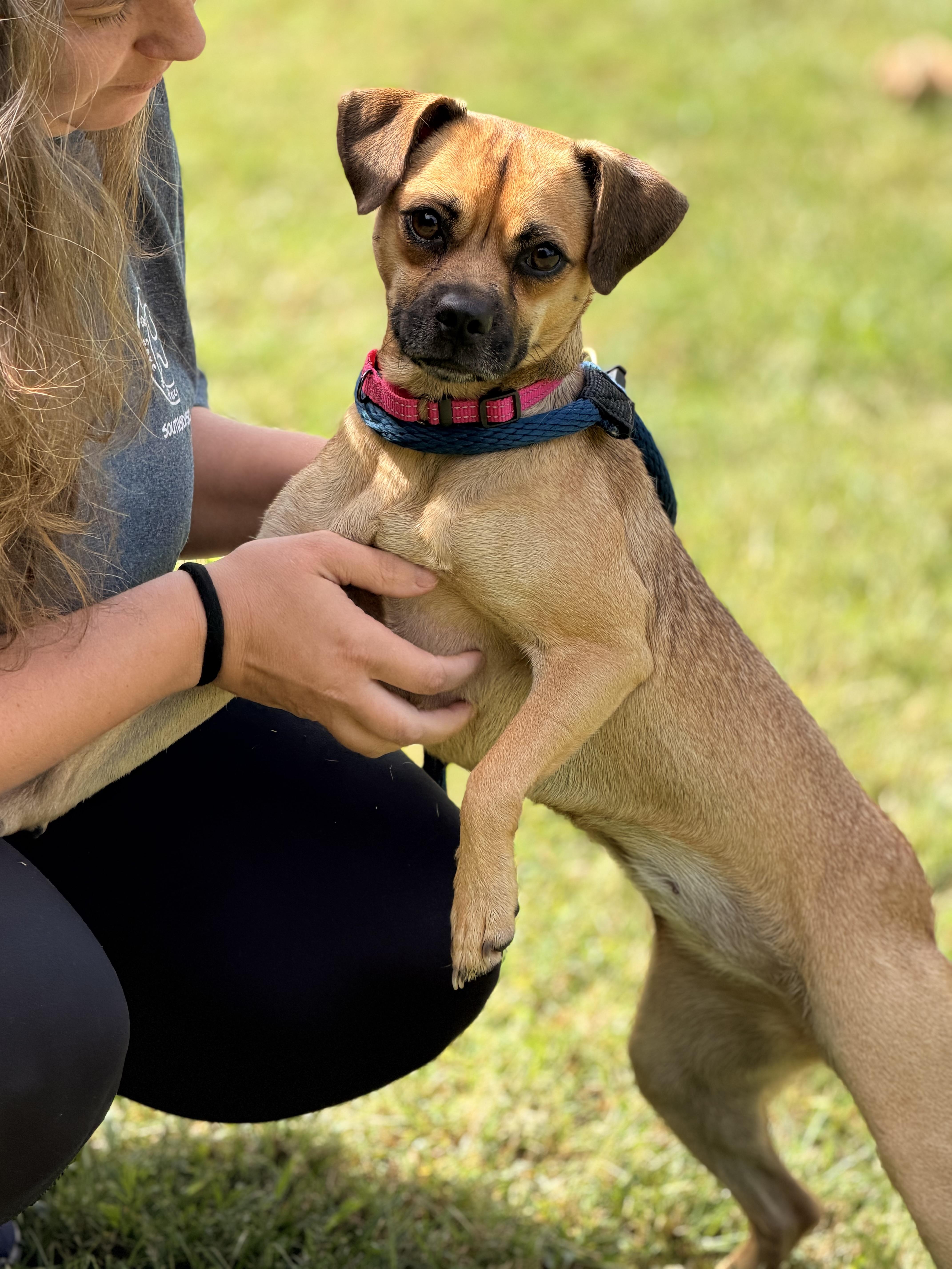 A young small-sized female Sable Puggle dog named Vani Lou for adoption in Meherrin, VA