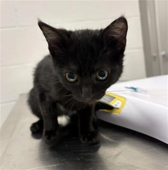 A baby small-sized female Domestic Short Hair cat named Pumpkin Pie for adoption in Indianapolis, IN