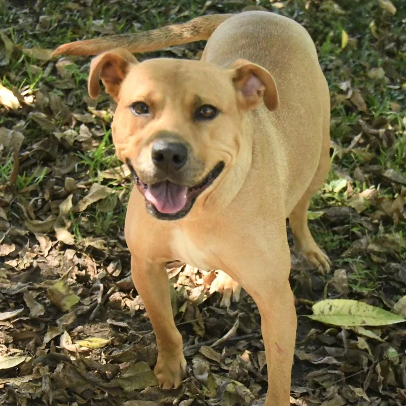 An adult medium-sized female Yellow / Tan / Blond / Fawn Mixed Breed dog named America for adoption in Natchez, MS