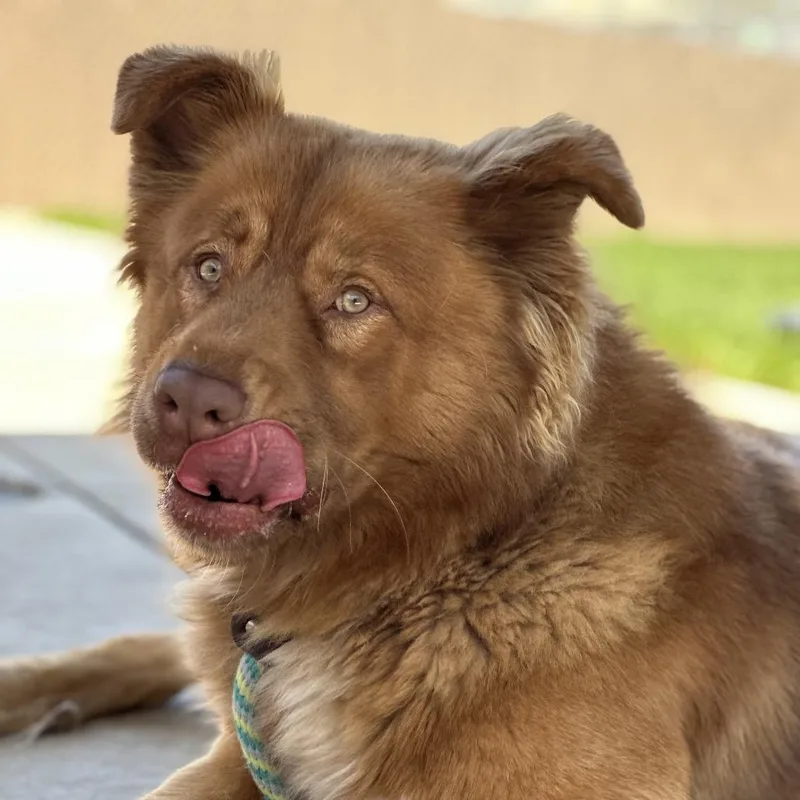 A young large-sized male Red / Chestnut / Orange Husky dog named Rusty for adoption in Santa Barbara, CA