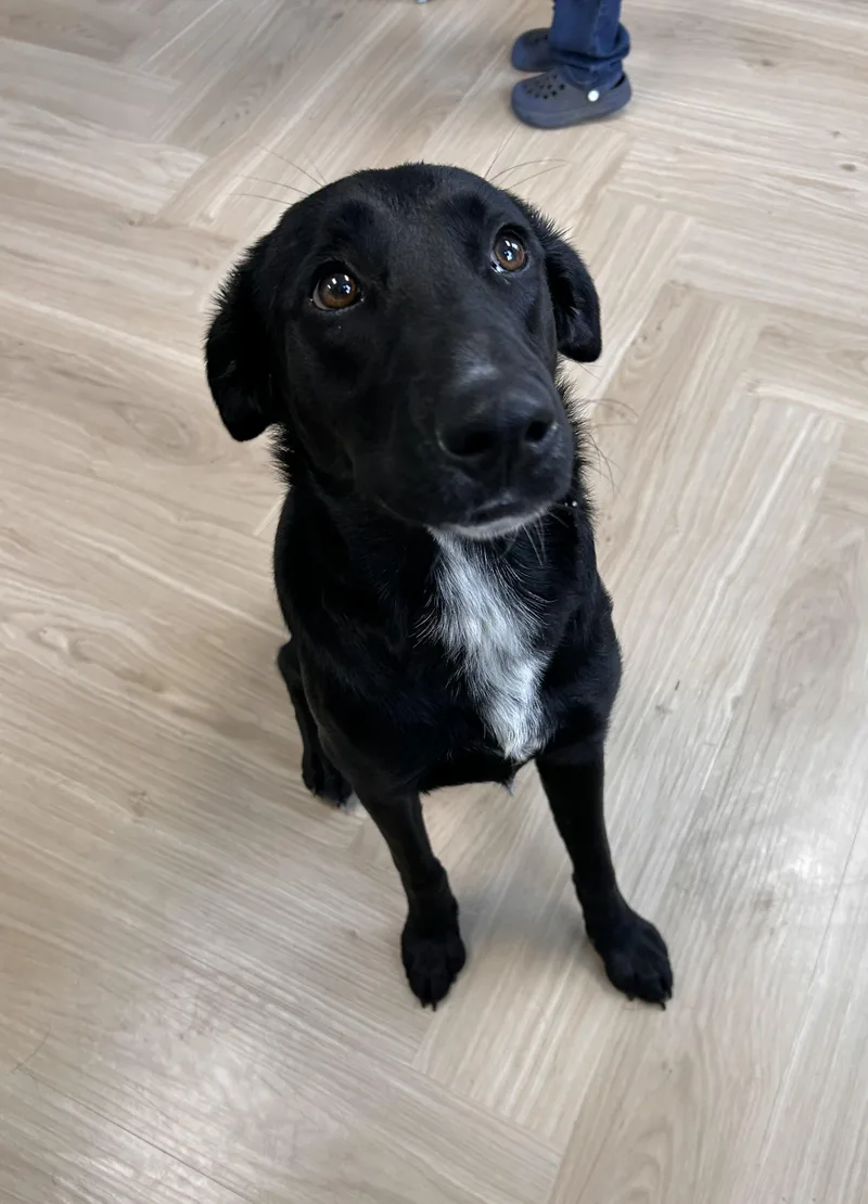 A young large-sized female Black Labrador Retriever dog named Bella for adoption in Manchester, TN