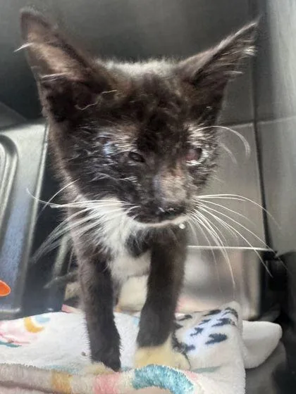 A baby small-sized male Domestic Short Hair cat named Leaf for adoption in Shawano, WI
