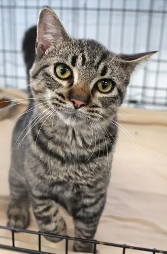 A young medium-sized male Domestic Short Hair cat named Loaf for adoption in Thief River Falls, MN