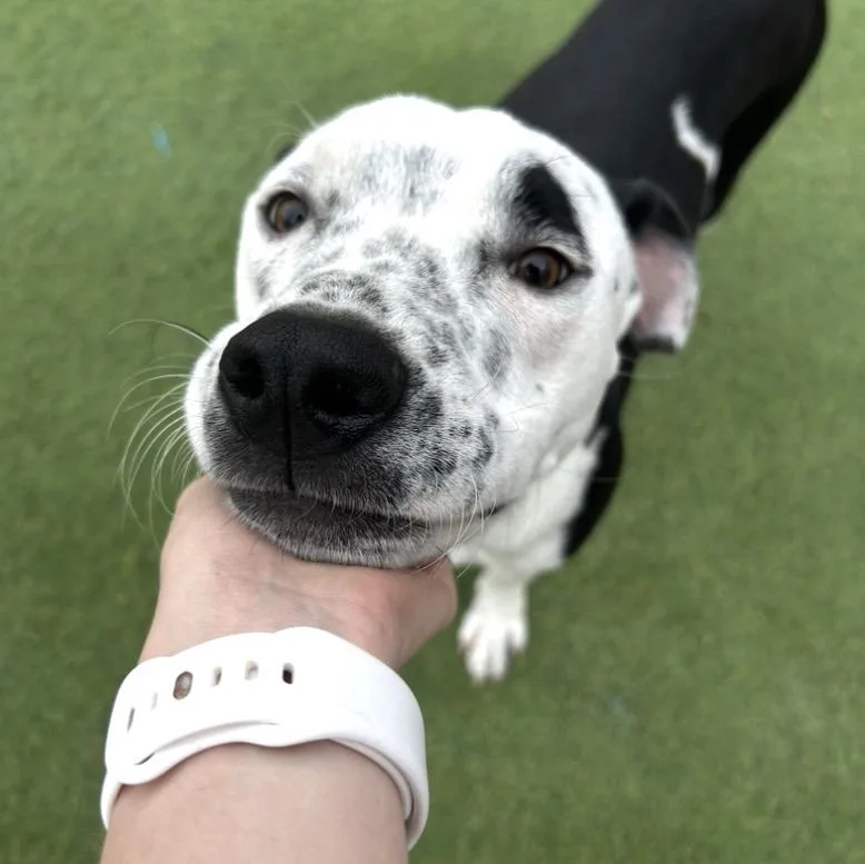 A young medium-sized male Dalmatian dog named Rover for adoption in Huntington, NY