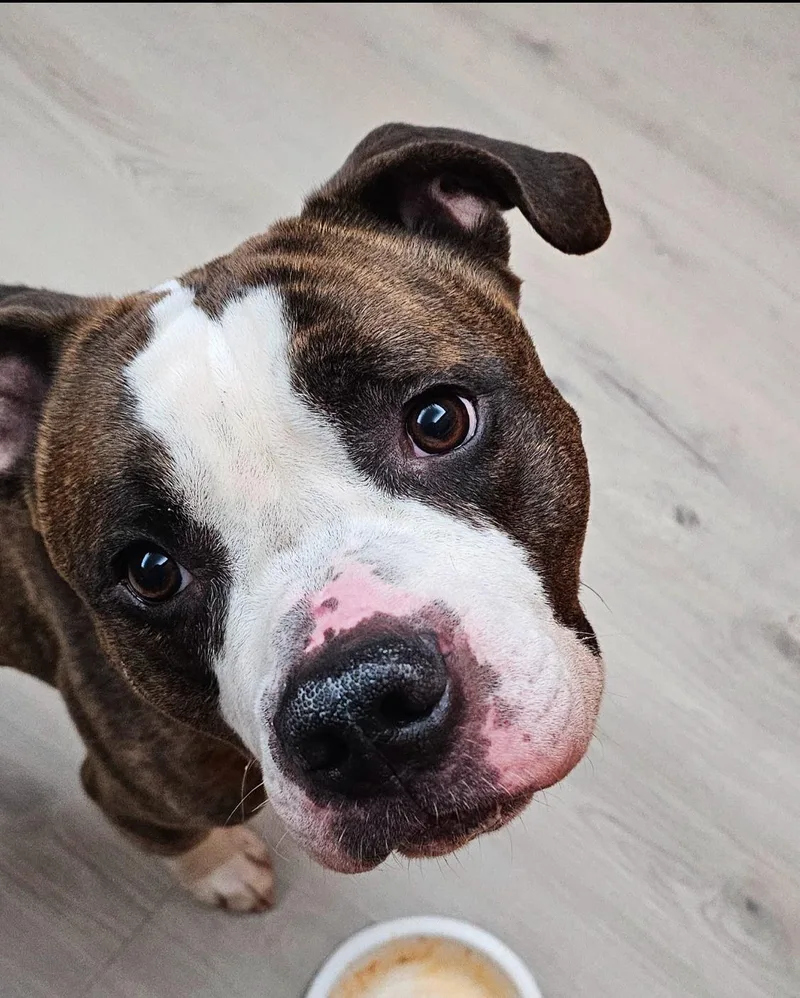 An adult medium-sized male Brindle American Bulldog dog named Chevy for adoption in Islip Terrace, NY