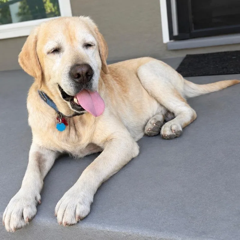 An adult large-sized female Yellow / Tan / Blond / Fawn Labrador Retriever dog named Franklin for adoption in San Francisco, CA