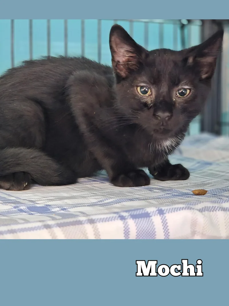 Mochi