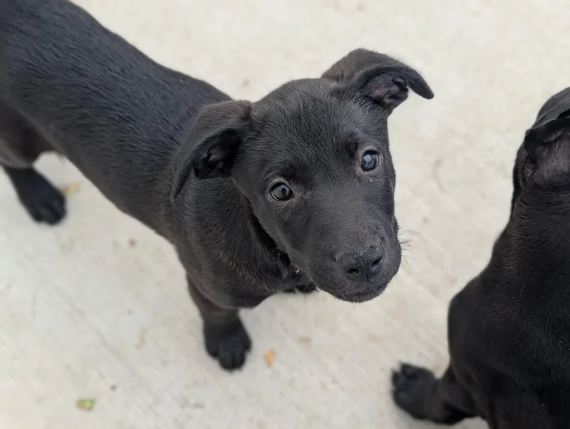 A young large-sized male Black Labrador Retriever dog named Soot for adoption in Fenton, MI