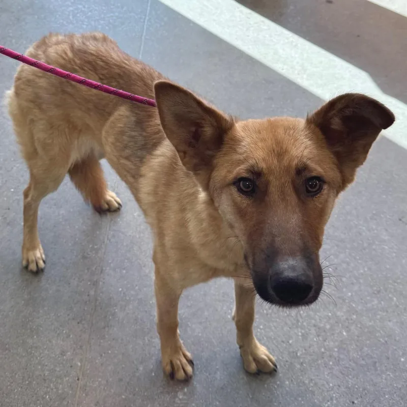 Elizabeth