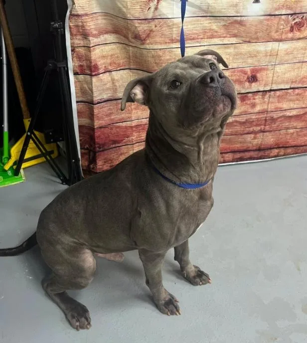An adult medium-sized male Pit Bull Terrier dog named AC "Whiskey" for adoption in Conyers, GA