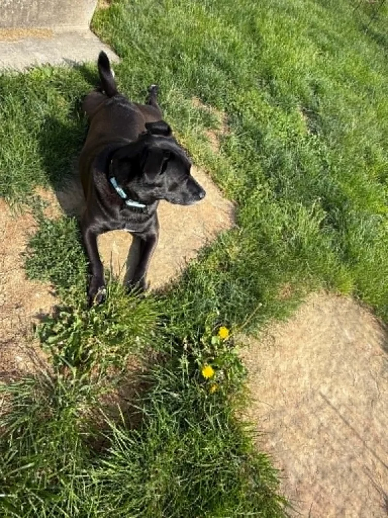 An adult medium-sized female Black Labrador Retriever dog named Rosie for adoption in St. Clairsville, OH