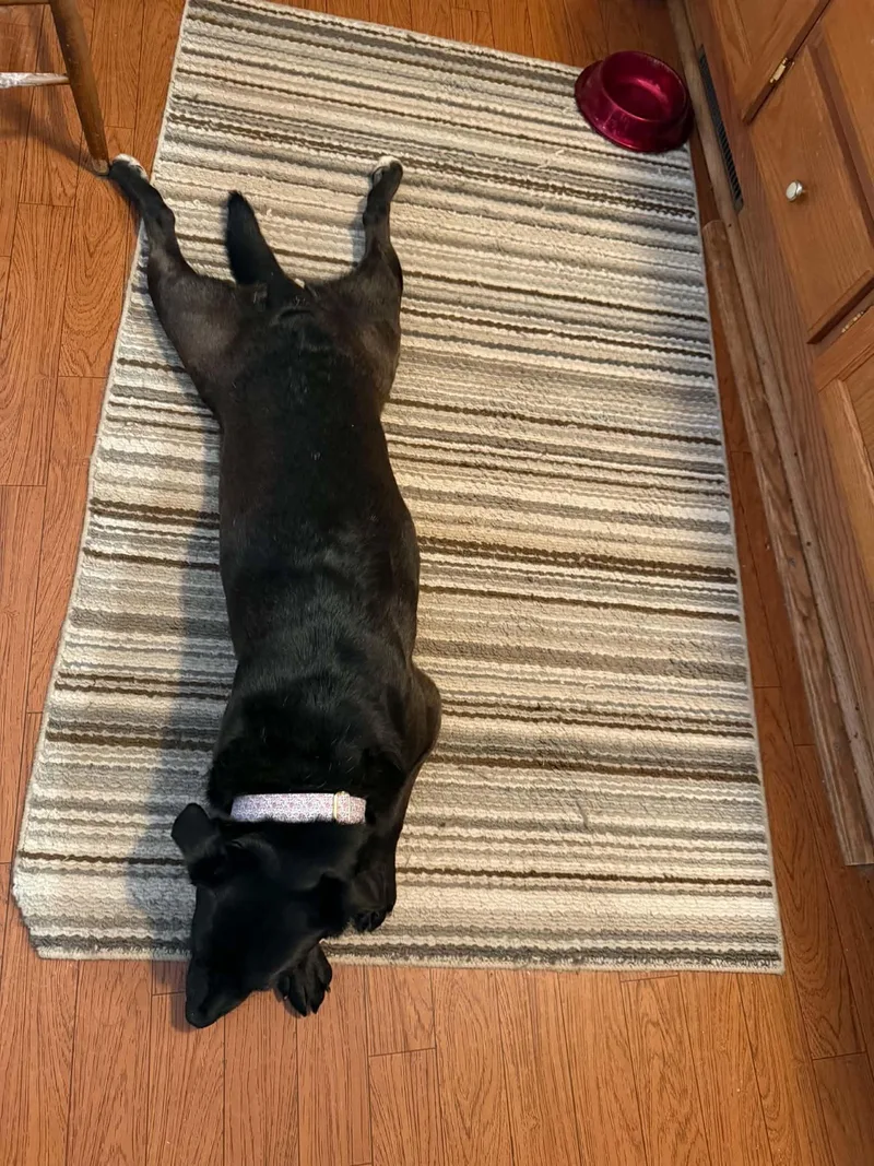 Rosie thumbnail 6