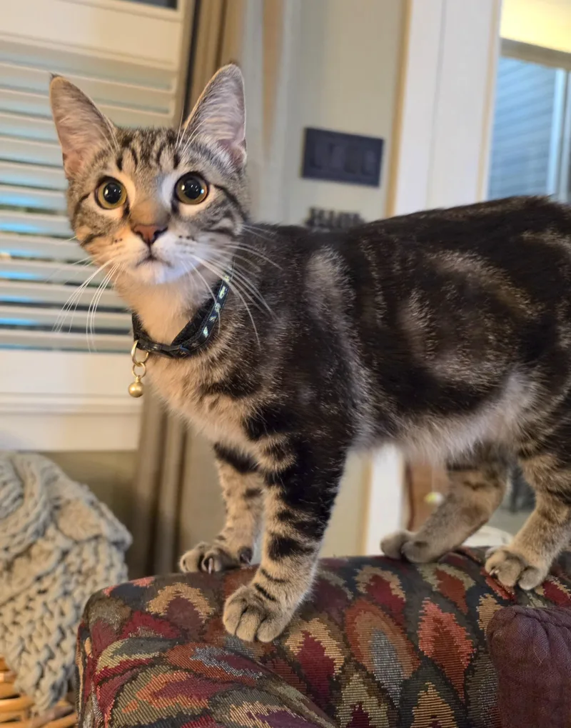 A young medium-sized male Tabby (Gray / Blue / Silver) Domestic Short Hair cat named Piper for adoption in Houston, TX