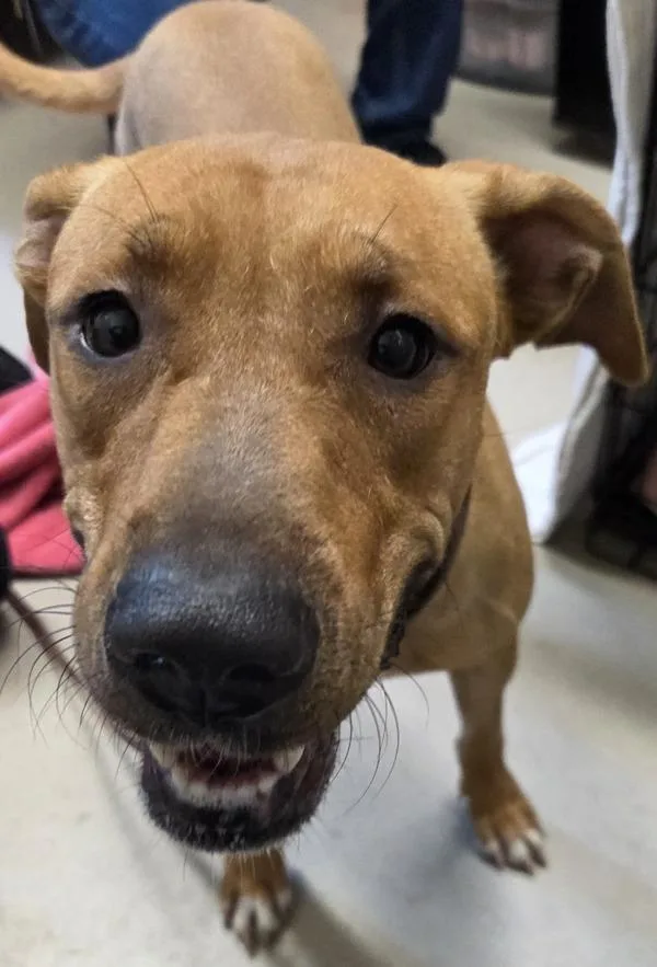 An adult large-sized female Labrador Retriever dog named Chica for adoption in El Cajon, CA