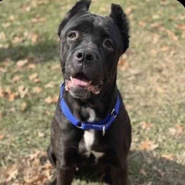 An adult large-sized female Cane Corso dog named Betty for adoption in manchester, PA