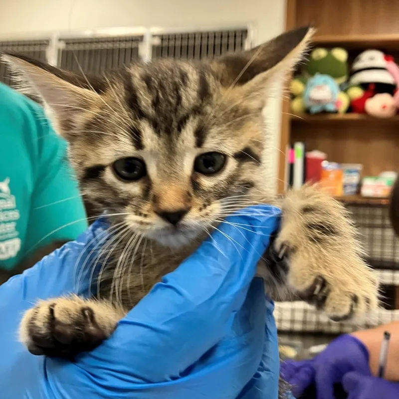 A baby small-sized female Gray / Blue / Silver Domestic Short Hair cat named Tamale for adoption in Las Cruces, NM