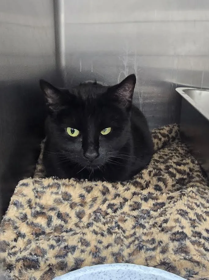 An adult large-sized female Domestic Short Hair cat named Zara for adoption in Glenfield, NY