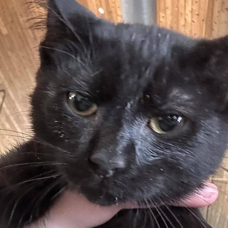 A baby small-sized male Black Domestic Short Hair cat named Leo for adoption in Leander, TX