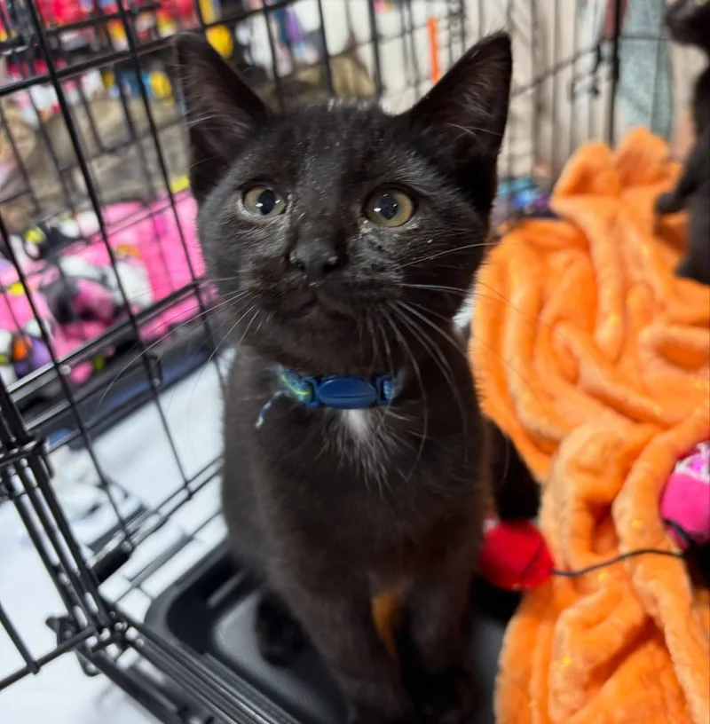 A baby medium-sized female Black Domestic Short Hair cat named Winifred Sanderson for adoption in Omaha, NE