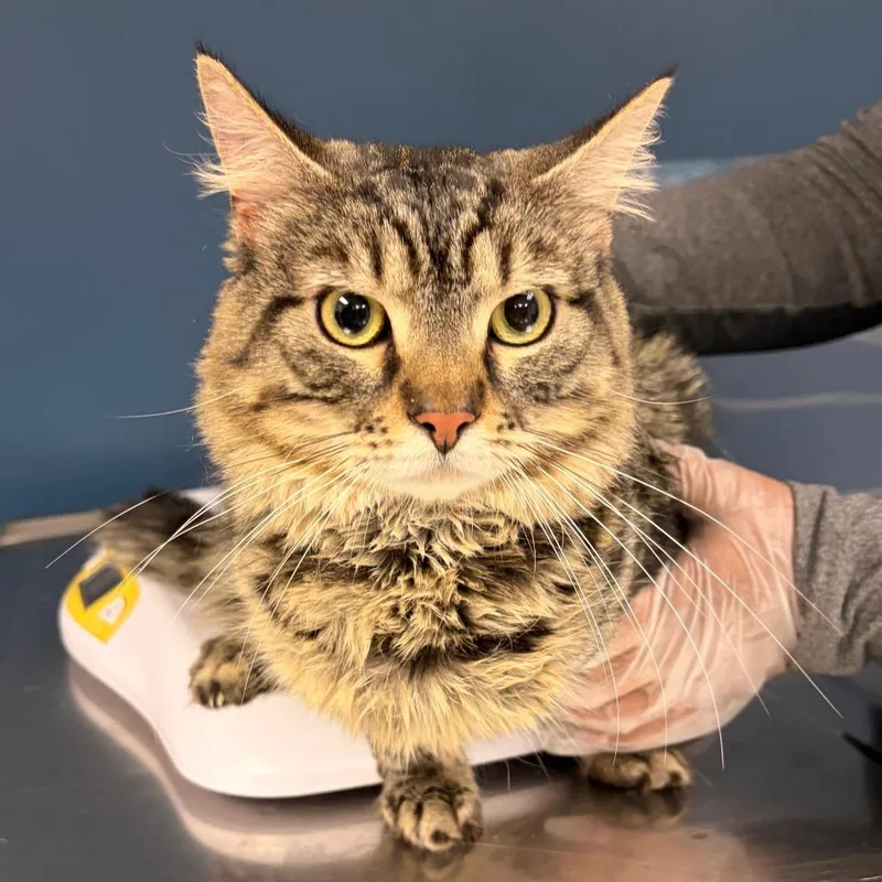 An adult large-sized male Gray / Blue / Silver Domestic Medium Hair cat named Pesto for adoption in Vineland, NJ