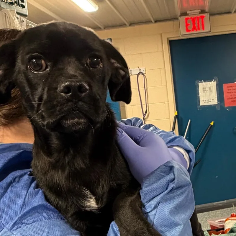 A young small-sized male Black Pug dog named Kreacher for adoption in Charlottesville, VA