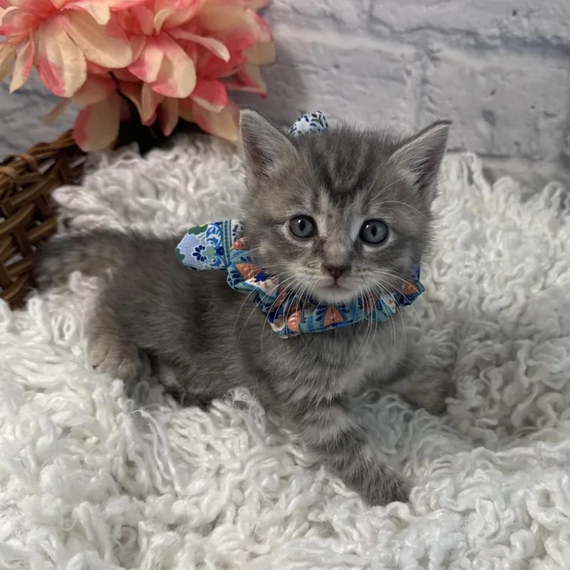 A baby small-sized female Gray / Blue / Silver Domestic Short Hair cat named Lilly for adoption in Harrisonburg, VA