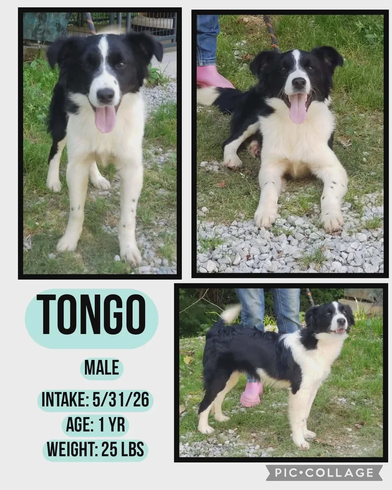 Tongo thumbnail 2