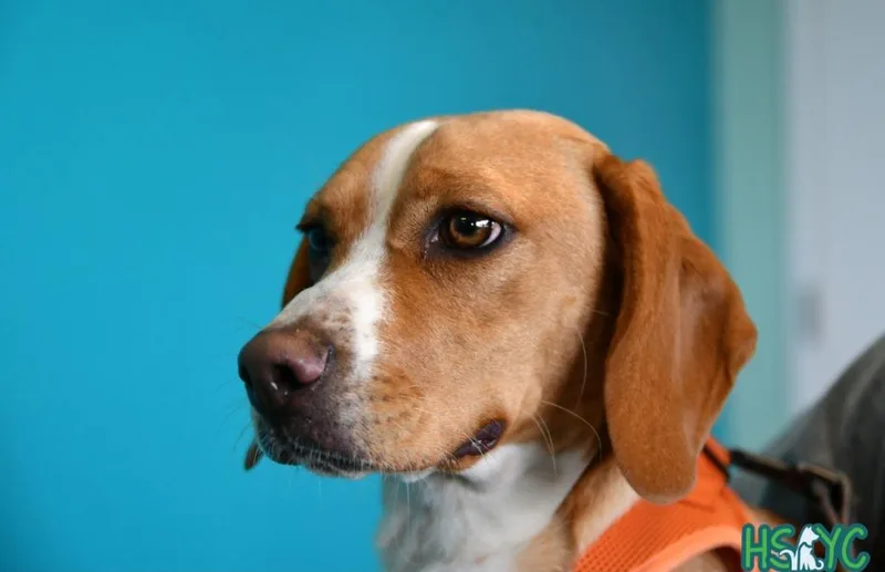 A baby medium-sized female Beagle dog named Trufru for adoption in Fort Mill, SC