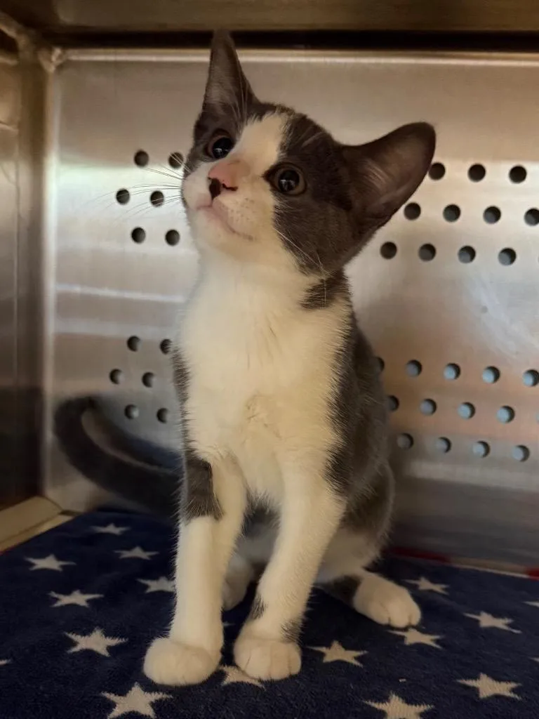 A baby small-sized female Domestic Short Hair cat named Doc for adoption in Hyde Park, NY