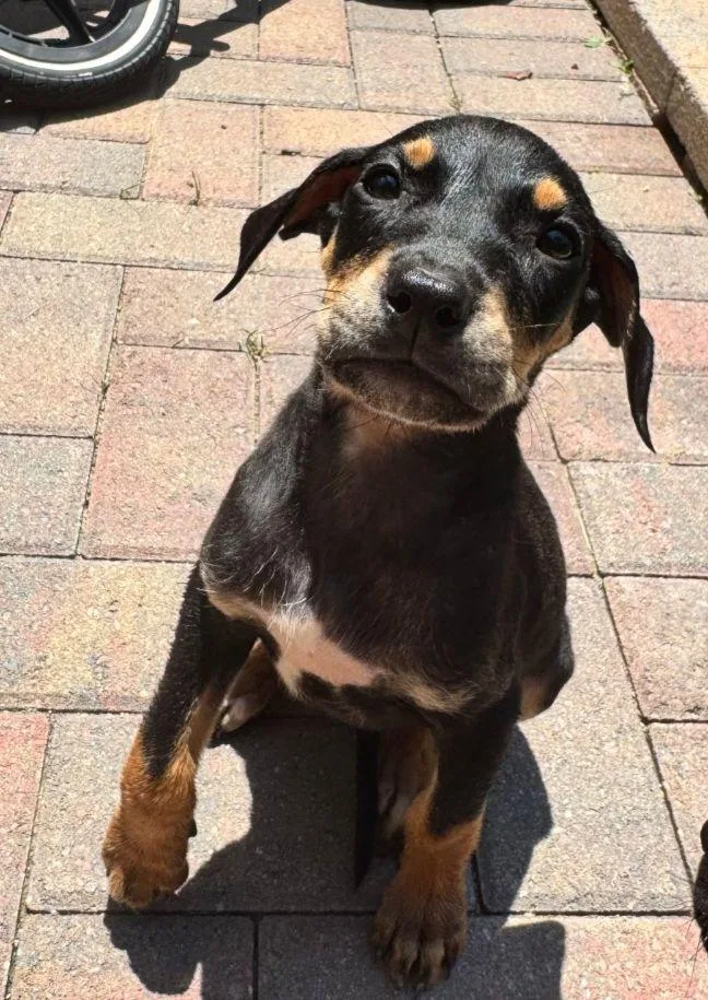 A baby medium-sized female Hound dog named Chip for adoption in Plain City, OH