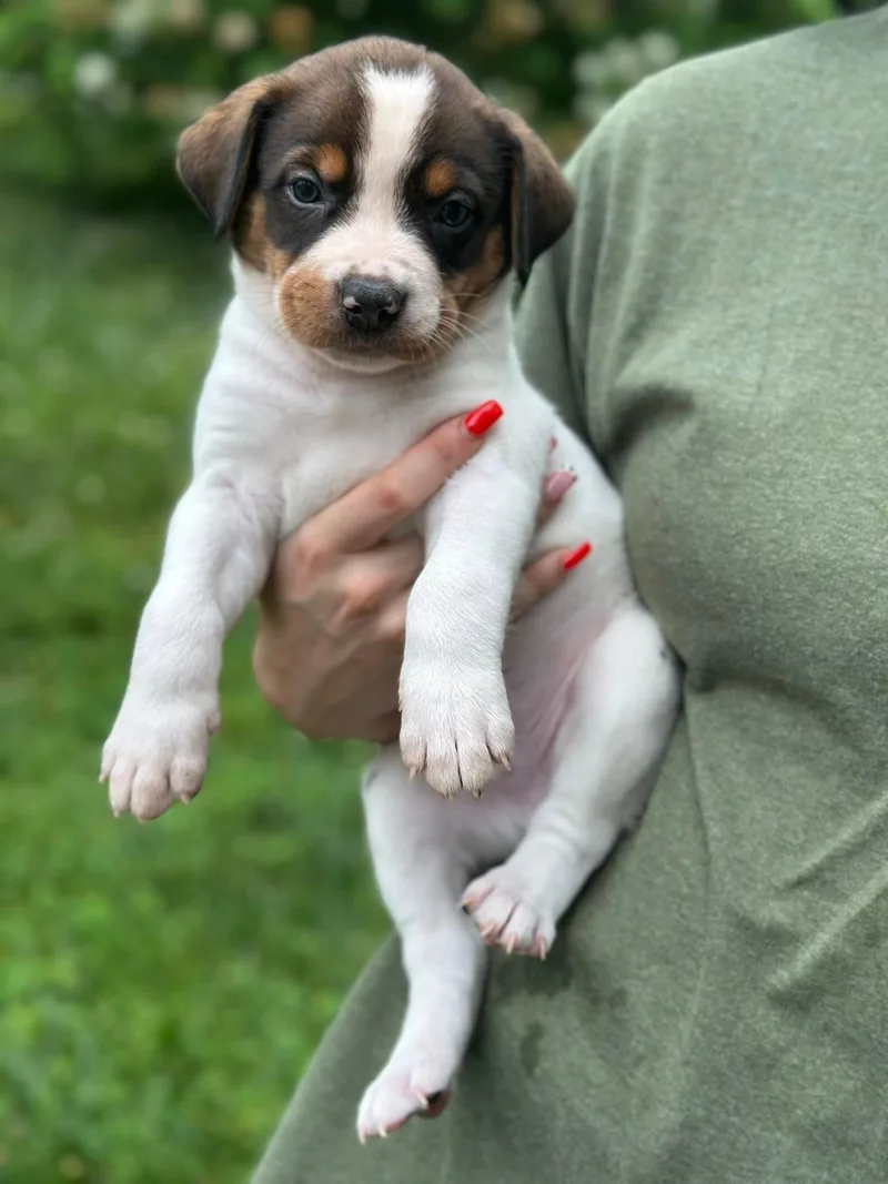 A baby medium-sized male Black Mouth Cur dog named Motley for adoption in Byrdstown, TN