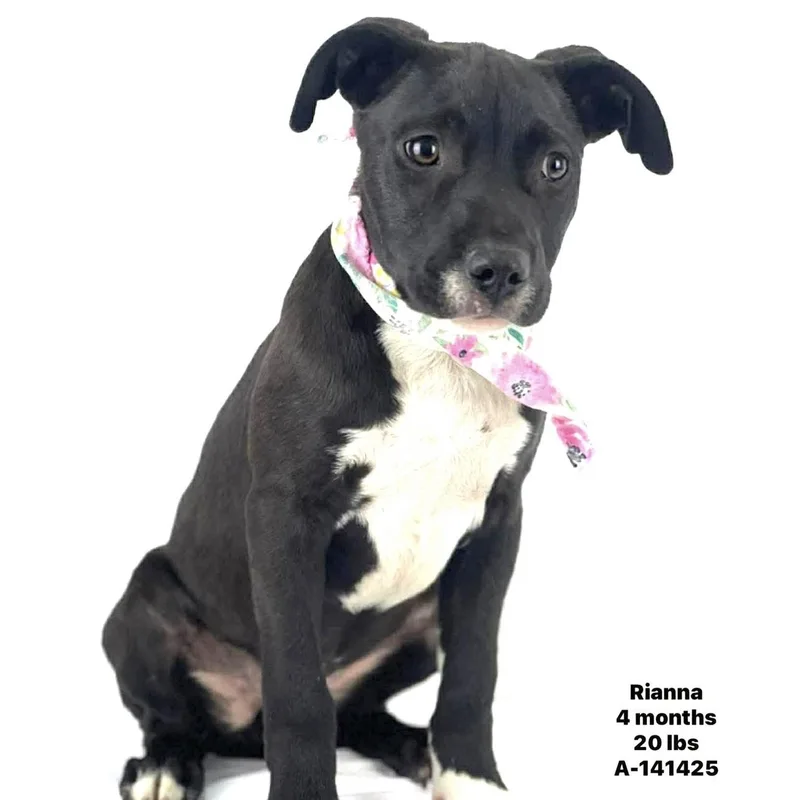 A baby medium-sized female Black Labrador Retriever dog named Rianna Local April for adoption in Brookshire, TX