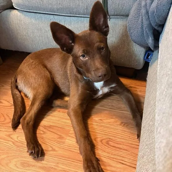 A young large-sized male Brown / Chocolate Mixed Breed dog named Copper for adoption in Defuniak Springs, FL