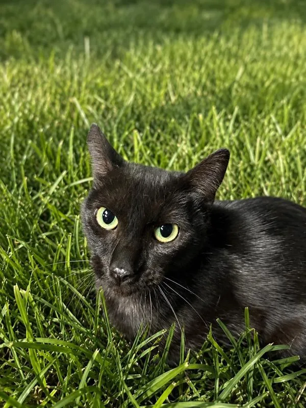 A young small-sized female Domestic Short Hair cat named Lucy for adoption in Victorville, CA