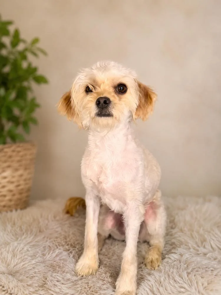 A young small-sized male Terrier dog named Scrappy for adoption in Wilton, CA