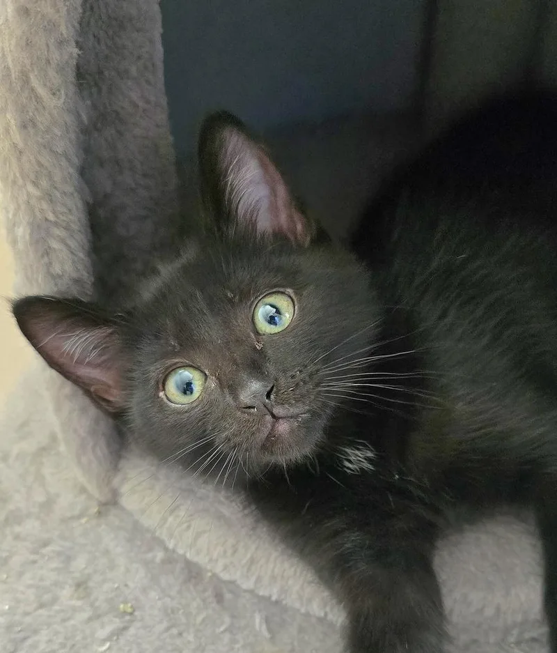 A baby small-sized female Black Domestic Short Hair cat named Autumn for adoption in Vancouver, WA