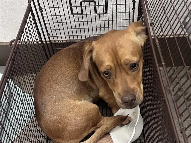 A young small-sized male Dachshund dog named Dewey for adoption in Tucson, AZ
