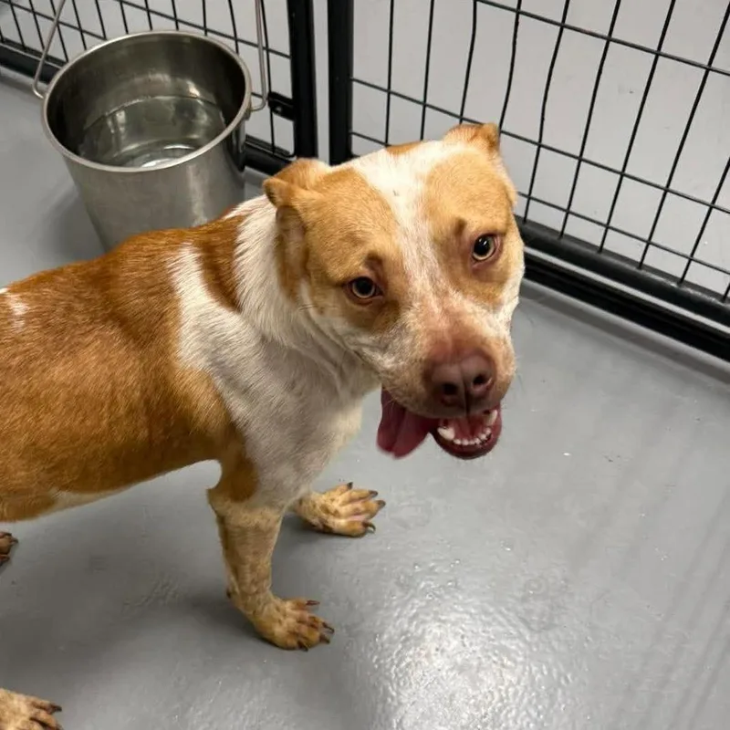 A young medium-sized male Yellow / Tan / Blond / Fawn Hound dog named Samuel for adoption in Rocky Mount, VA