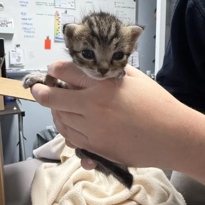 A baby small-sized male Brown / Chocolate Domestic Short Hair cat named Pee Wee for adoption in Durham, NC