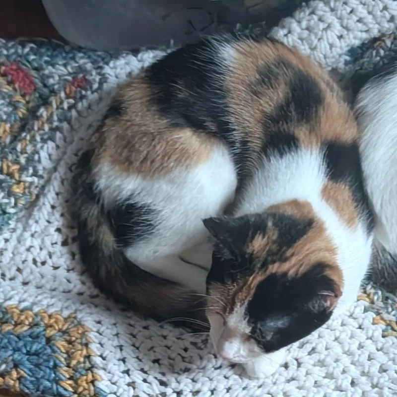 A baby small-sized female Calico Domestic Short Hair cat named Paisley for adoption in Bel Air, MD