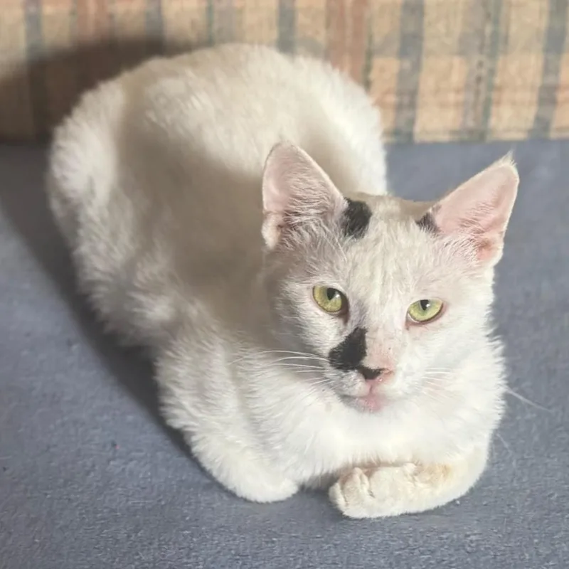 An adult medium-sized male White Domestic Short Hair cat named Noah Kuwait for adoption in Denver, CO