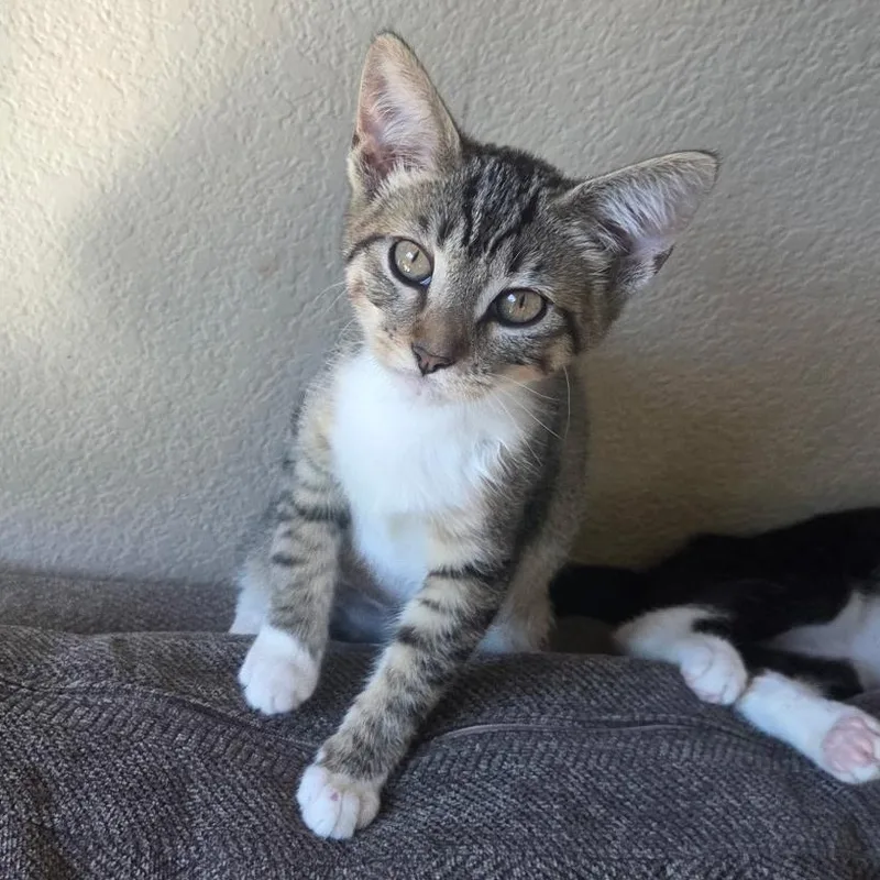 A baby small-sized female Tabby (Brown / Chocolate) Domestic Short Hair cat named Pixie for adoption in Antioch, CA