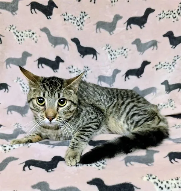 A baby small-sized male Domestic Short Hair cat named Hercules for adoption in Castaic, CA