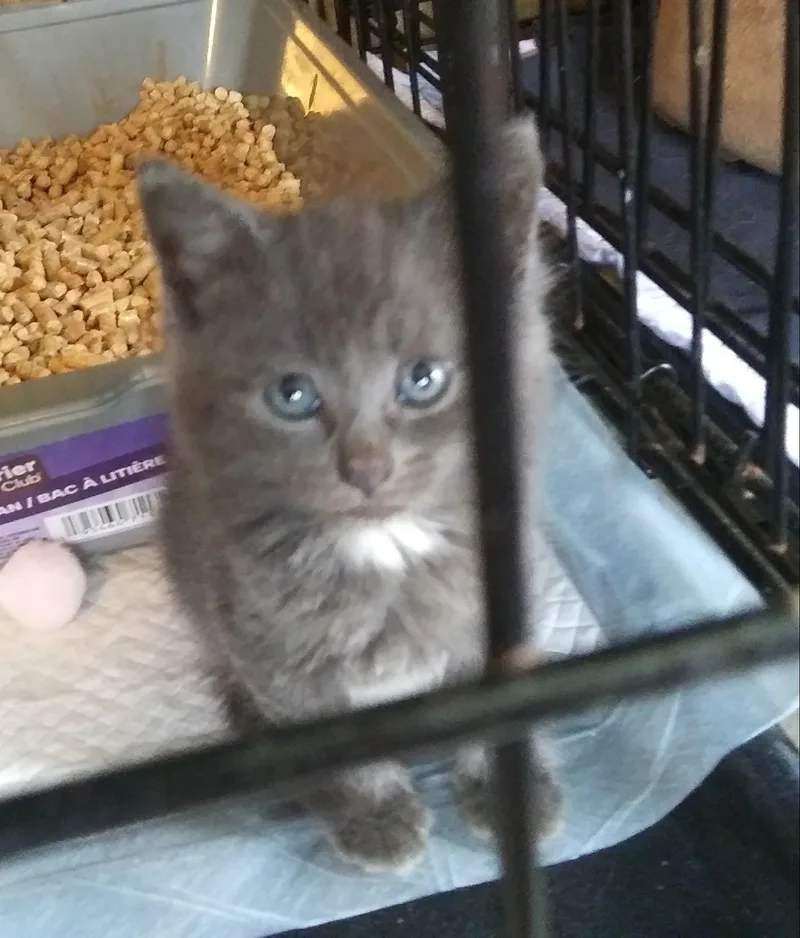 A baby medium-sized female Gray & White Domestic Medium Hair cat named Juniper for adoption in Port Wentworth, GA