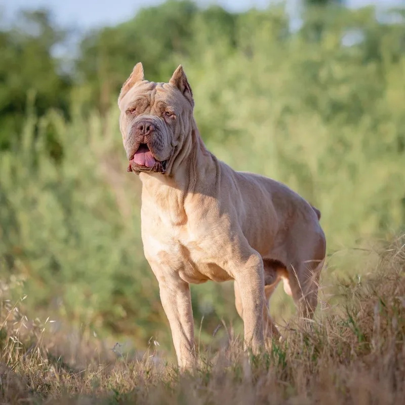 Hercules thumbnail 5